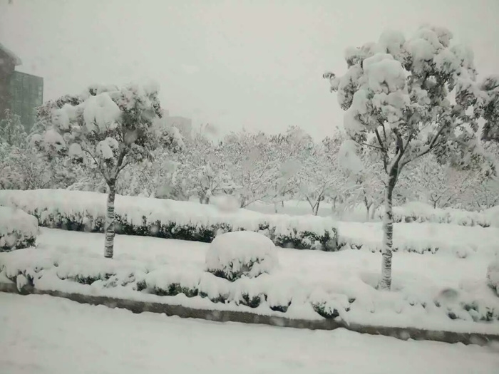 瑞雪兆豐年，踏雪沃爾華