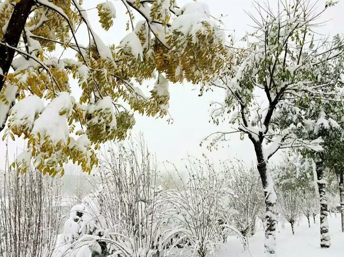 瑞雪兆豐年，踏雪沃爾華